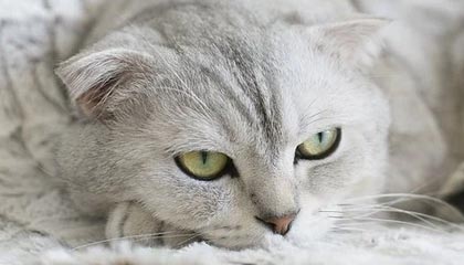 U23男足亚洲杯名单公布 王钰栋、拜合拉木领衔