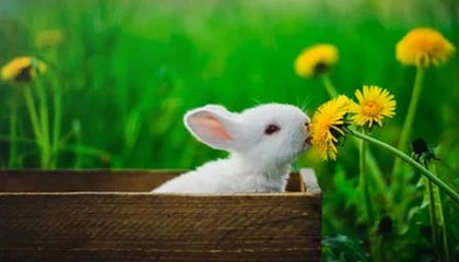 U23男足亚洲杯名单公布 王钰栋、拜合拉木领衔